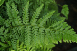 Polystichum setiferumZachte naaldvaren bestellen